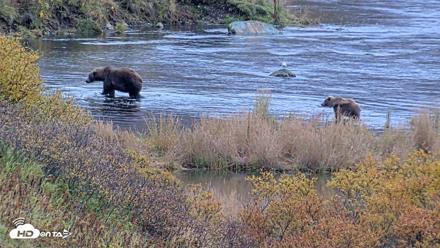 Kodiak Alaska Brown Bears Live Webcam - Oct 6, 2026, 11:29am AKDT