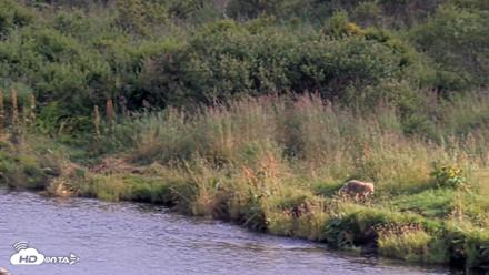 Kodiak Alaska Brown Bears Live Webcam - Aug 23, 2026, 5:32pm AKDT