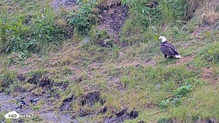 Kodiak Alaska Brown Bears Live Webcam - Aug 2, 2026, 2:45pm AKDT