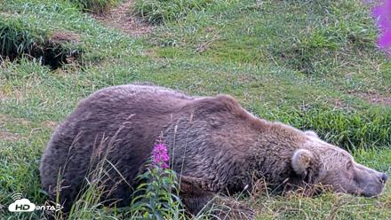 Kodiak Alaska Brown Bears Live Webcam - Aug 22, 2026, 2:27pm AKDT