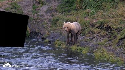 Kodiak Alaska Brown Bears Live Webcam - Aug 1, 2026, 10:29pm AKDT