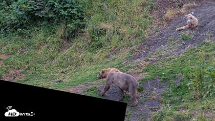 Kodiak Alaska Brown Bears Live Webcam - Aug 6, 2026, 7:50am AKDT