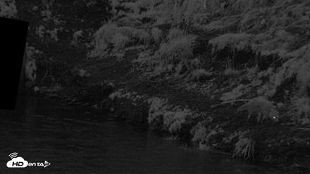 Kodiak Alaska Brown Bears Live Webcam - Aug 14, 2026, 6:09am AKDT