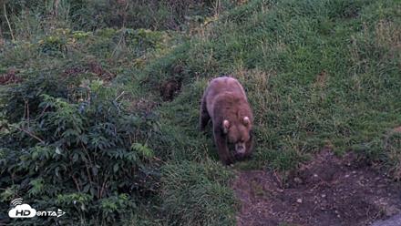 Kodiak Alaska Brown Bears Live Webcam - Aug 26, 2026, 9:42pm AKDT