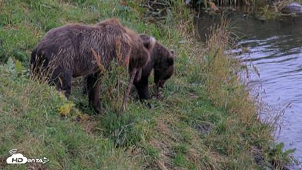Kodiak Alaska Brown Bears Live Webcam - Aug 20, 2026, 8:40pm AKDT