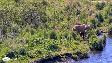 Kodiak Alaska Brown Bears Live Webcam - Jun 17, 2026, 10:50am AKDT