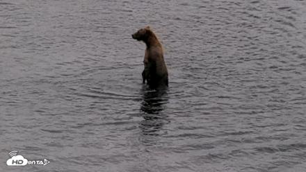 Kodiak Alaska Brown Bears Live Webcam - Aug 17, 2026, 5:10pm AKDT