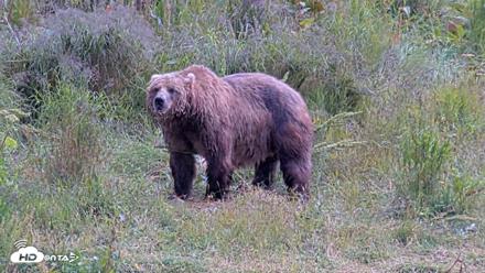 Kodiak Alaska Brown Bears Live Webcam - Aug 6, 2026, 2:52pm AKDT