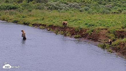 Kodiak Alaska Brown Bears Live Webcam - Aug 10, 2026, 11:31am AKDT
