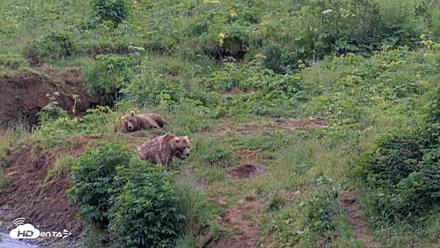 Kodiak Alaska Brown Bears Live Webcam - Aug 6, 2026, 7:55pm AKDT