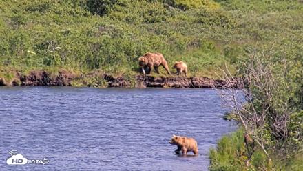 Kodiak Alaska Brown Bears Live Webcam - Aug 2, 2026, 4:01pm AKDT