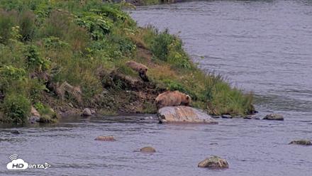 Kodiak Alaska Brown Bears Live Webcam - Aug 9, 2026, 9:22pm AKDT