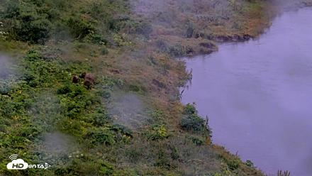 Kodiak Alaska Brown Bears Live Webcam - Aug 4, 2026, 7:15am AKDT