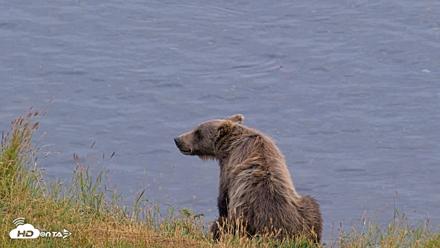 Kodiak Alaska Brown Bears Live Webcam - Aug 10, 2026, 9:08pm AKDT