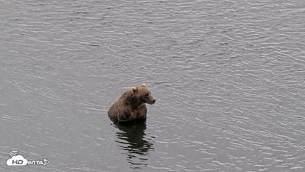 Kodiak Alaska Brown Bears Live Webcam - Aug 10, 2026, 5:59pm AKDT