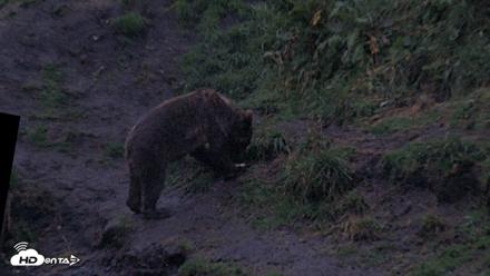Kodiak Alaska Brown Bears Live Webcam - Aug 16, 2026, 9:43pm AKDT