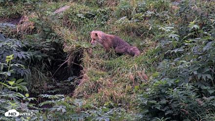 Kodiak Alaska Brown Bears Live Webcam - Aug 20, 2026, 9:18pm AKDT
