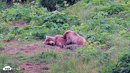 Kodiak Alaska Brown Bears Live Webcam - Aug 2, 2026, 9:06pm AKDT