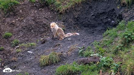 Kodiak Alaska Brown Bears Live Webcam - Aug 20, 2026, 8:13pm AKDT