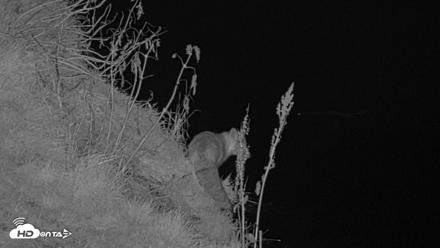 Kodiak Alaska Brown Bears Live Webcam - Oct 7, 2026, 9:56pm AKDT
