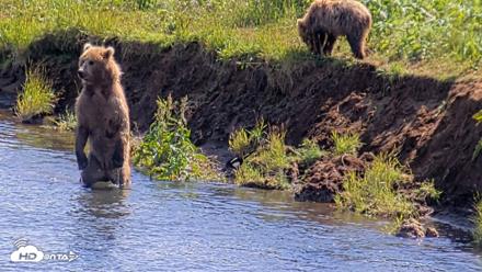 Kodiak Alaska Brown Bears Live Webcam - Aug 1, 2026, 3:00pm AKDT