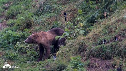 Kodiak Alaska Brown Bears Live Webcam - Aug 17, 2026, 8:24am AKDT