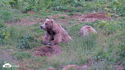 Kodiak Alaska Brown Bears Live Webcam - Aug 10, 2026, 8:14pm AKDT
