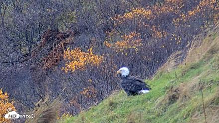 Kodiak Alaska Brown Bears Live Webcam - Oct 14, 2026, 1:47pm AKDT