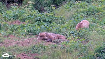 Kodiak Alaska Brown Bears Live Webcam - Aug 2, 2026, 8:41pm AKDT