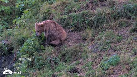 Kodiak Alaska Brown Bears Live Webcam - Aug 12, 2026, 9:15pm AKDT