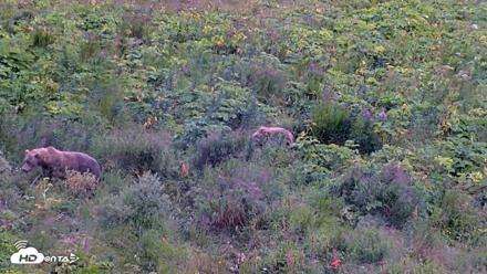 Kodiak Alaska Brown Bears Live Webcam - Aug 15, 2026, 6:33pm AKDT