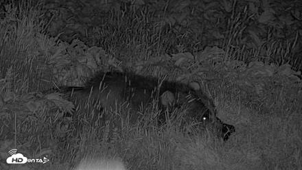 Kodiak Alaska Brown Bears Live Webcam - Aug 1, 2026, 12:53am AKDT
