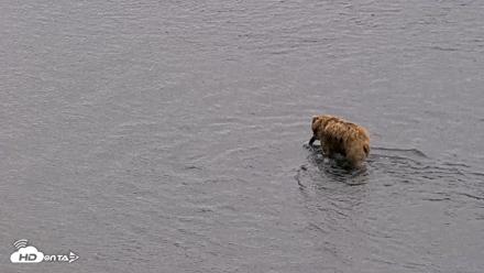 Kodiak Alaska Brown Bears Live Webcam - Aug 3, 2026, 7:41pm AKDT