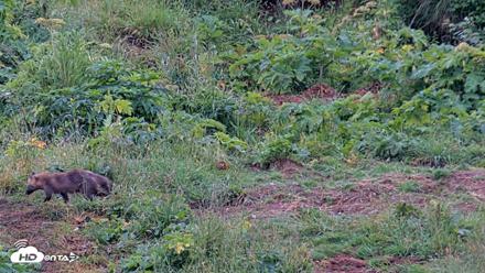Kodiak Alaska Brown Bears Live Webcam - Aug 7, 2026, 8:03am AKDT