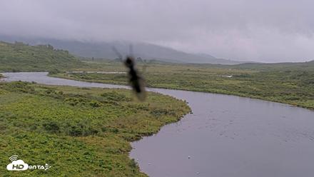 Kodiak Alaska Brown Bears Live Webcam - Aug 20, 2026, 10:58am AKDT