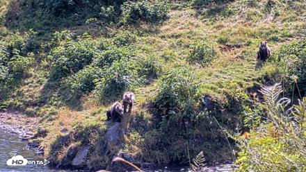 Kodiak Alaska Brown Bears Live Webcam - Aug 23, 2026, 2:54pm AKDT