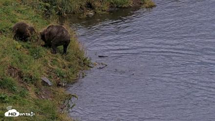 Kodiak Alaska Brown Bears Live Webcam - Aug 20, 2026, 8:25pm AKDT