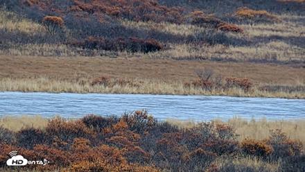 Kodiak Alaska Brown Bears Live Webcam - Oct 20, 2026, 3:43pm AKDT