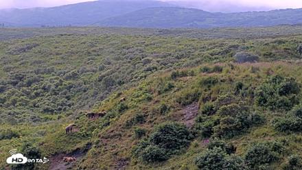 Kodiak Alaska Brown Bears Live Webcam - Aug 9, 2026, 12:49pm AKDT