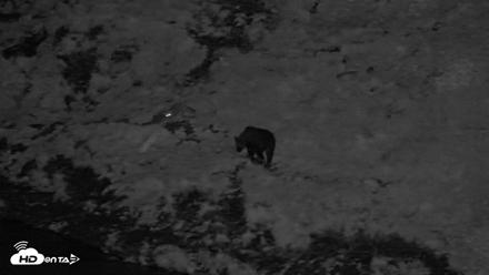 Kodiak Alaska Brown Bears Live Webcam - Aug 23, 2026, 10:45pm AKDT