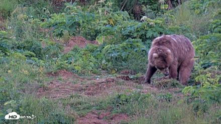 Kodiak Alaska Brown Bears Live Webcam - Aug 1, 2026, 10:10pm AKDT