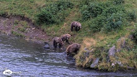 Kodiak Alaska Brown Bears Live Webcam - Aug 20, 2026, 9:14pm AKDT
