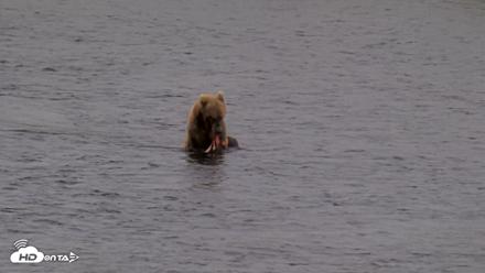 Kodiak Alaska Brown Bears Live Webcam - Aug 12, 2026, 4:23pm AKDT