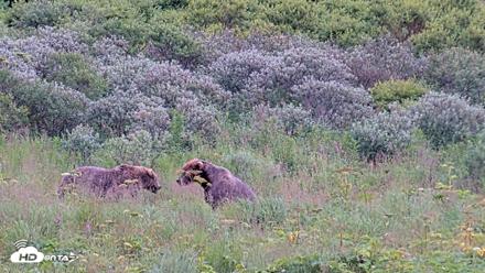 Kodiak Alaska Brown Bears Live Webcam - Aug 10, 2026, 7:18pm AKDT