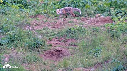 Kodiak Alaska Brown Bears Live Webcam - Aug 1, 2026, 8:23pm AKDT