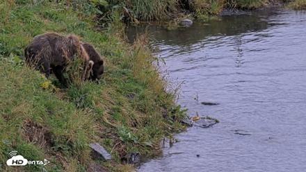 Kodiak Alaska Brown Bears Live Webcam - Aug 20, 2026, 8:40pm AKDT