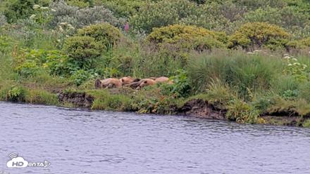 Kodiak Alaska Brown Bears Live Webcam - Aug 7, 2026, 10:22am AKDT