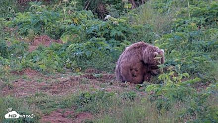 Kodiak Alaska Brown Bears Live Webcam - Aug 1, 2026, 10:11pm AKDT
