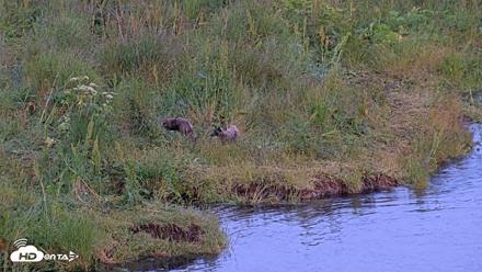 Kodiak Alaska Brown Bears Live Webcam - Jul 28, 2026, 10:28pm AKDT