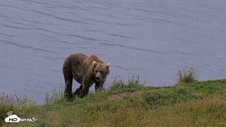 Kodiak Alaska Brown Bears Live Webcam - Aug 12, 2026, 9:05pm AKDT